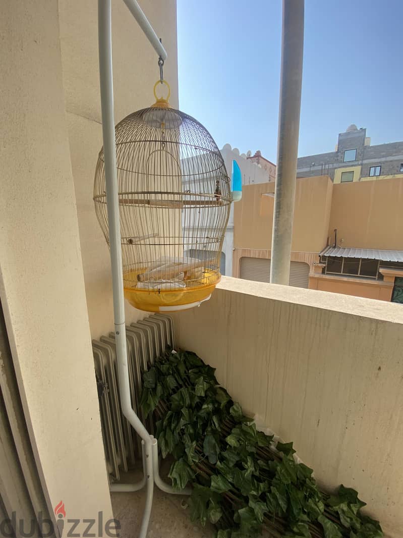 Birds Cage 1