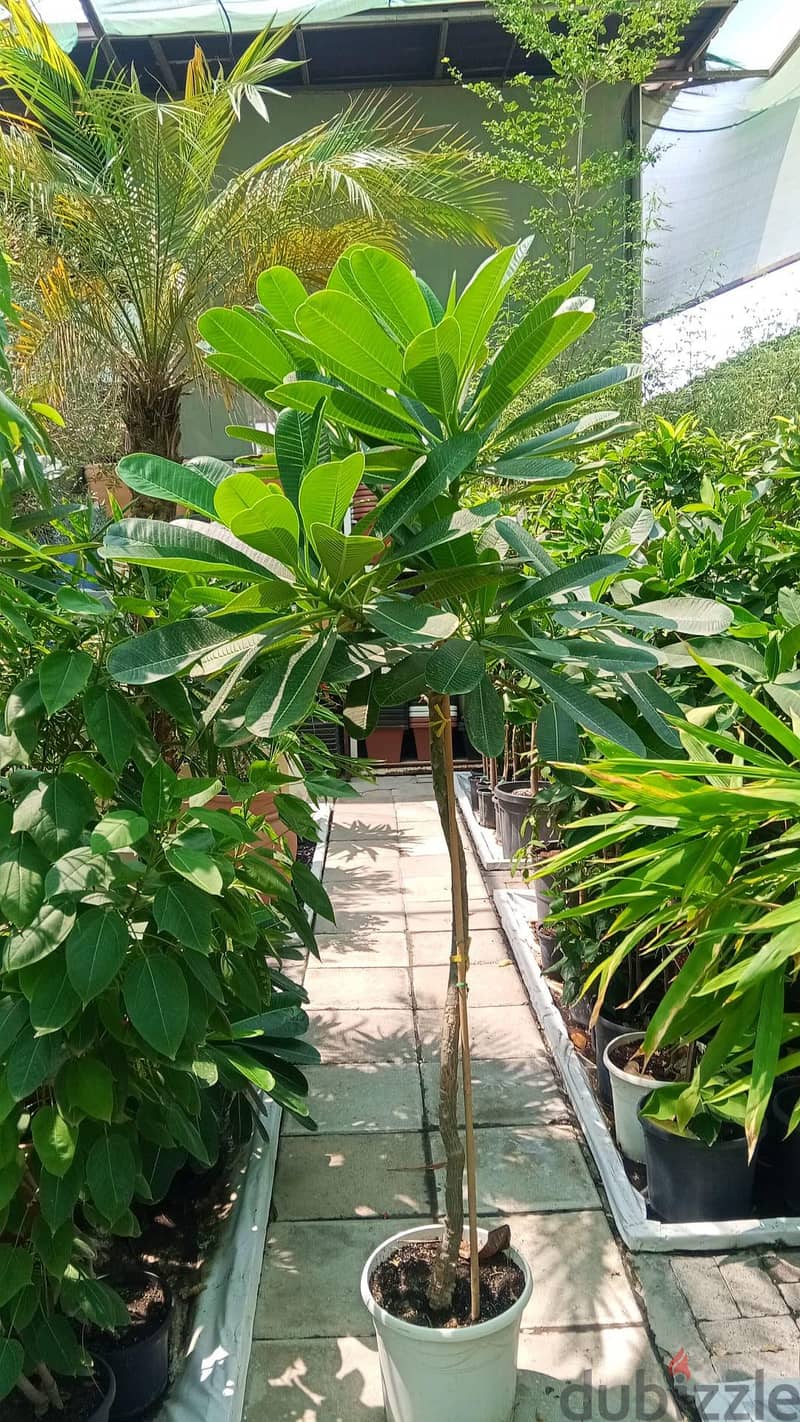 new garden garden maintenance 1