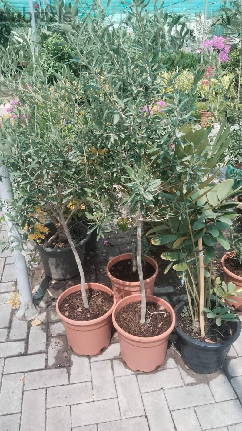 new garden garden maintenance 3