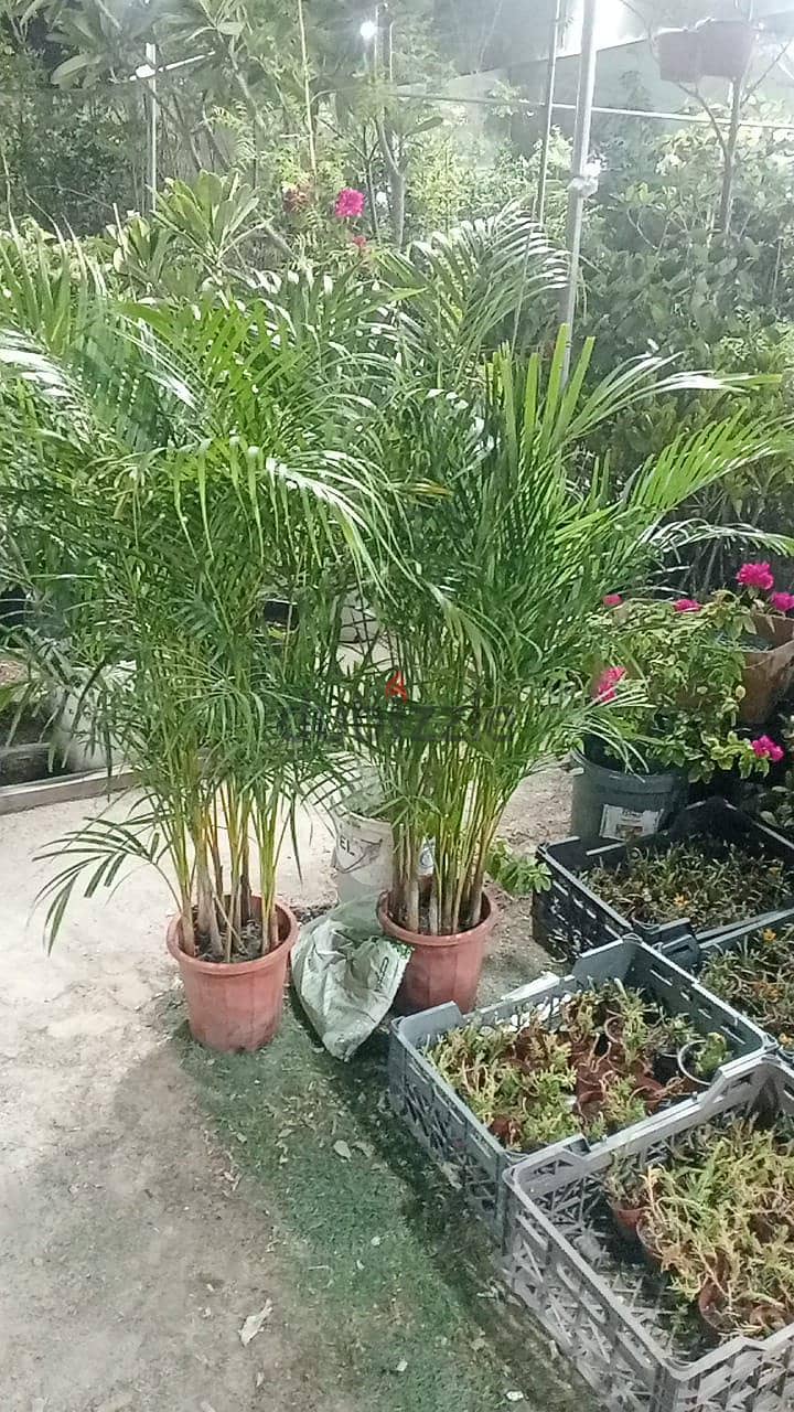 new garden garden maintenance 4