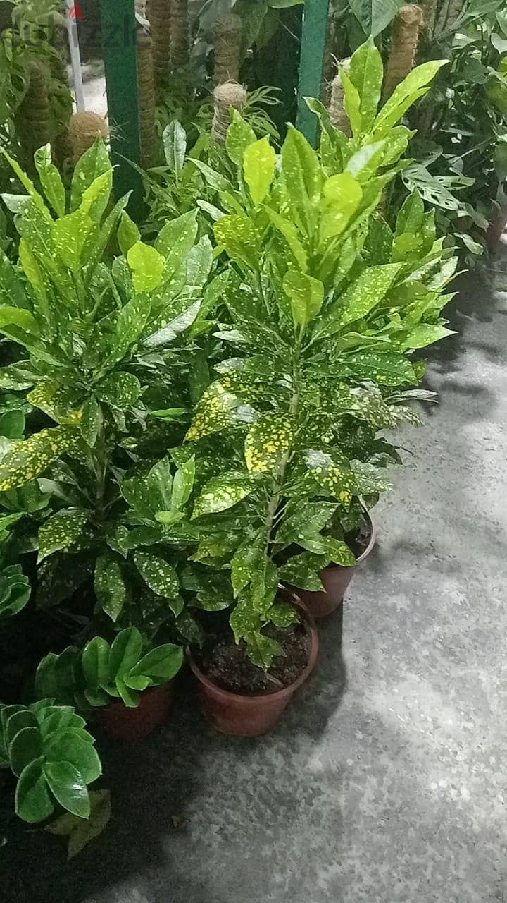 new garden garden maintenance 5