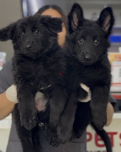 German shepherd puppies يراوه جيرمن شيبرد