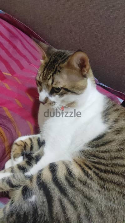 cat free 1 year old