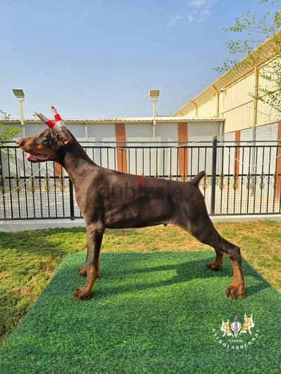 Doberman Puppies (Riyadh) (Shipping Available)
