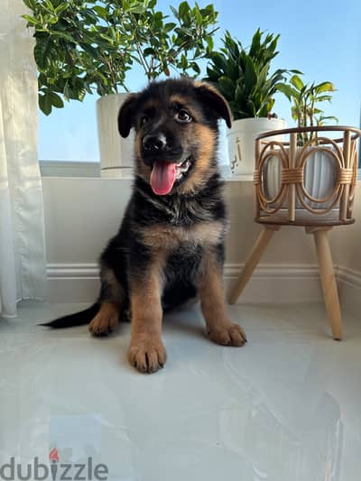 World Champion Bloodline GSD puppies