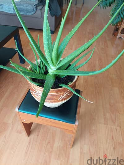 Aleovera plant alongwith big ceramic pot healthy plant