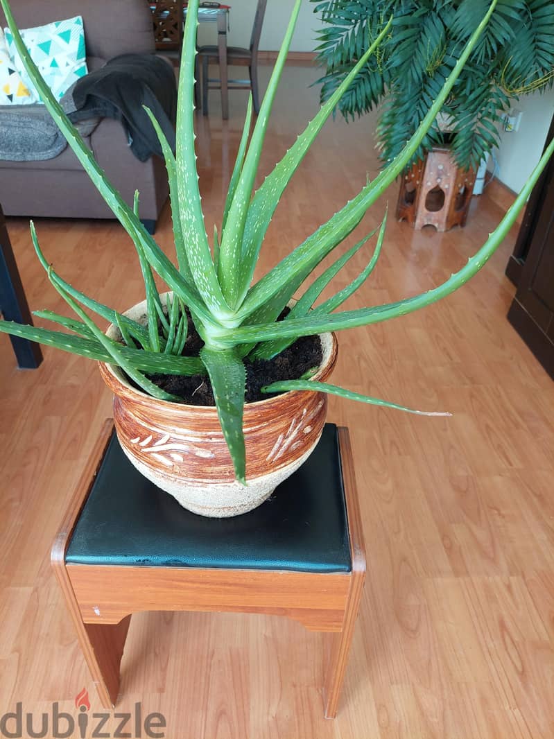 Aleovera plant alongwith big ceramic pot healthy plant 1