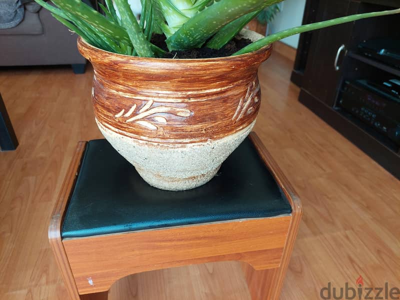Aleovera plant alongwith big ceramic pot healthy plant 2