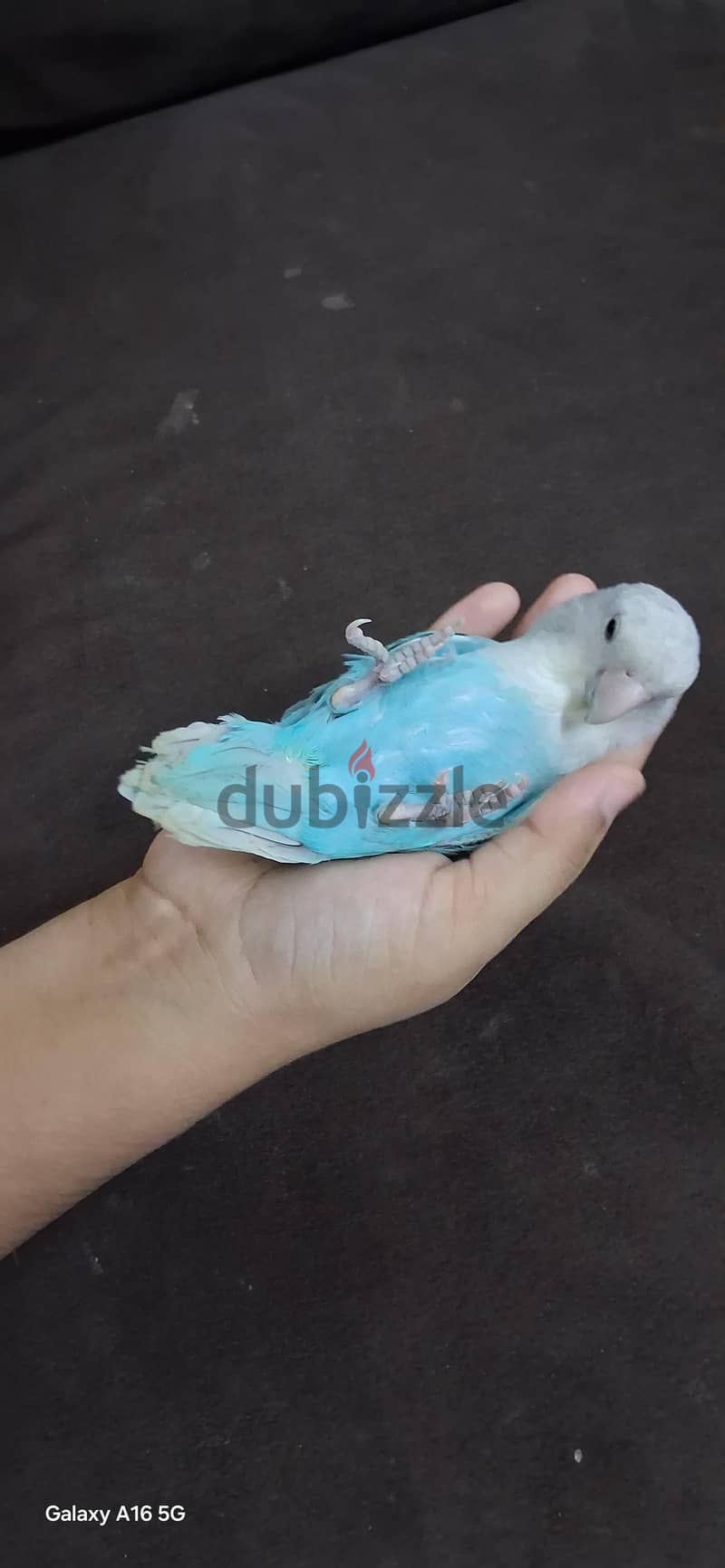 friendly love bird for sale 2