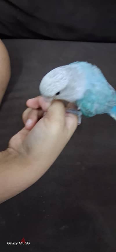 fully tamed love bird for sale