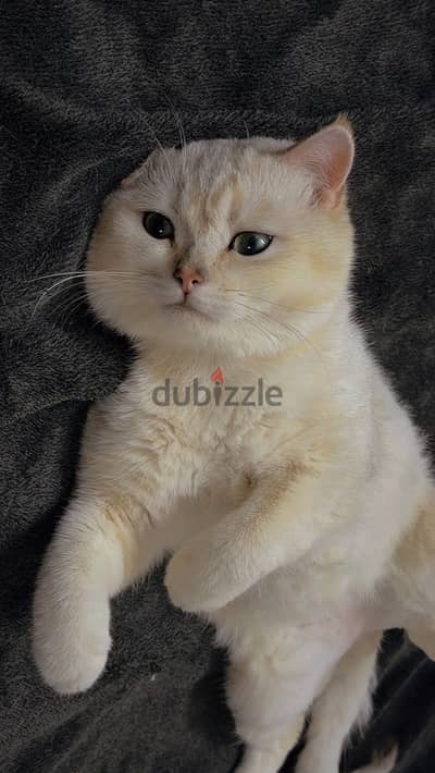 British Shorthair Male
