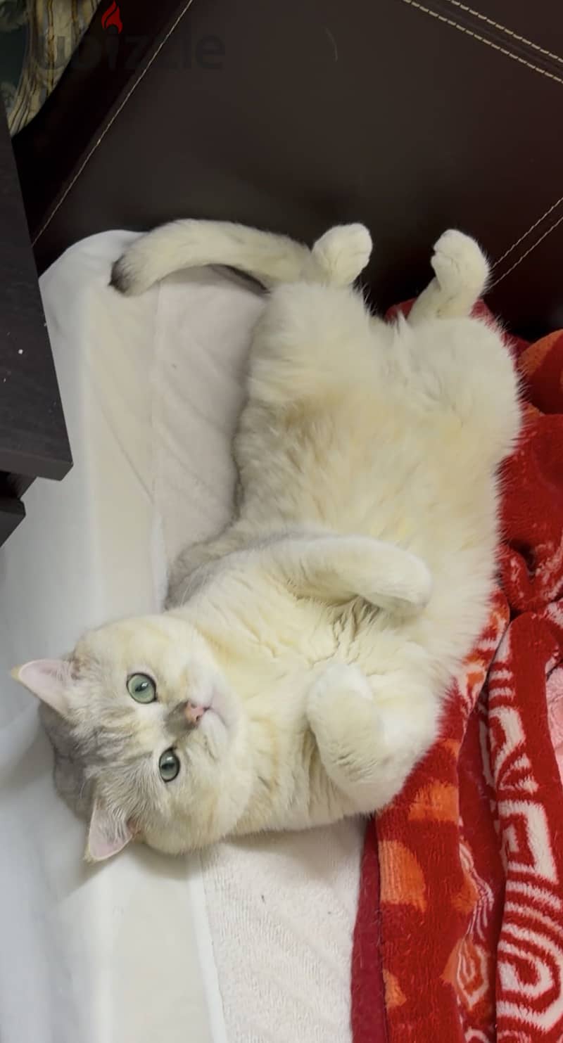 British Shorthair Male 1