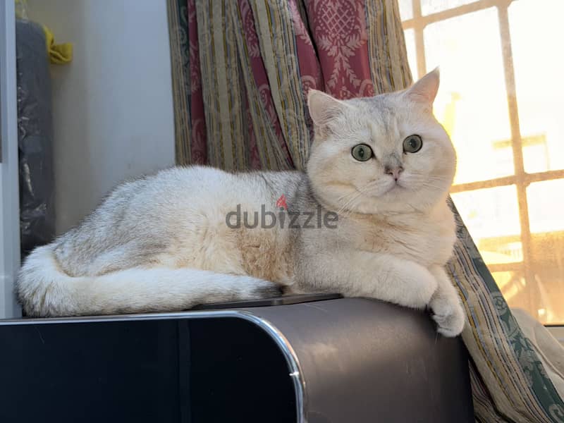 British Shorthair Male 2