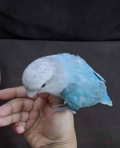 tamed love bird urgent for sale