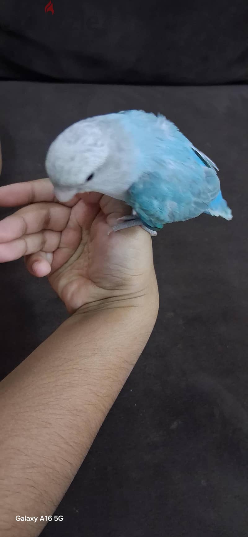 tamed love bird urgent for sale 1