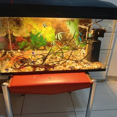 fish tank