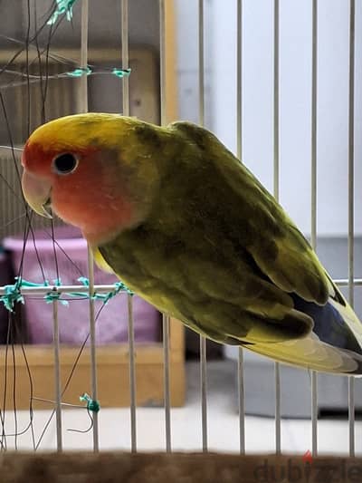 Love bird male with big nest for sale