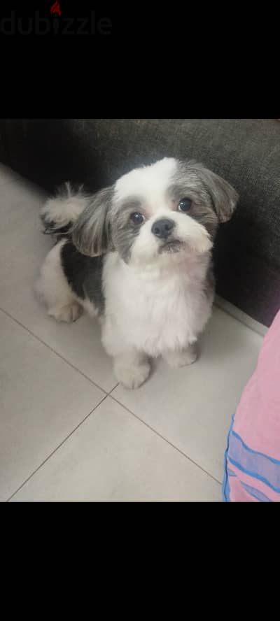 4 year male  shitzu for adoption