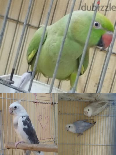 مجموعة طيو للبيع