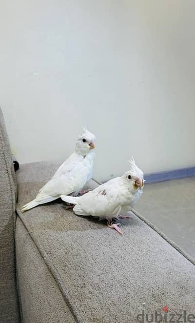 Cocktail albino كوكتيل البينو