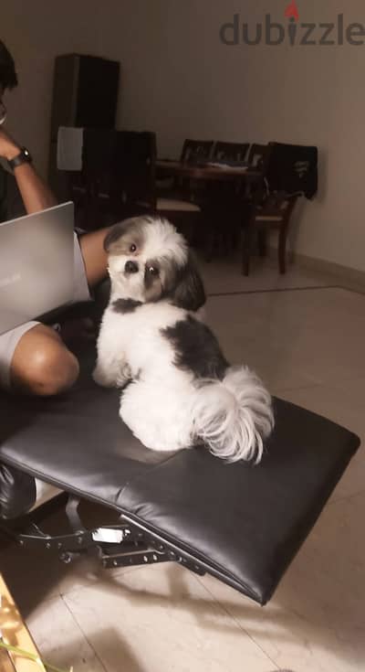 4 year male shiztzu for adoption