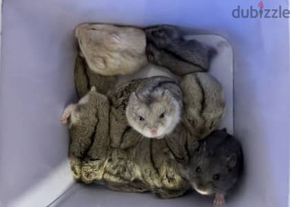 Dwarf hamsters