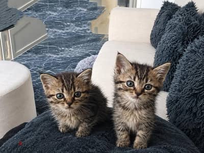 3 قطط سكوتش ستريت | 3 kittens Scottish Straight