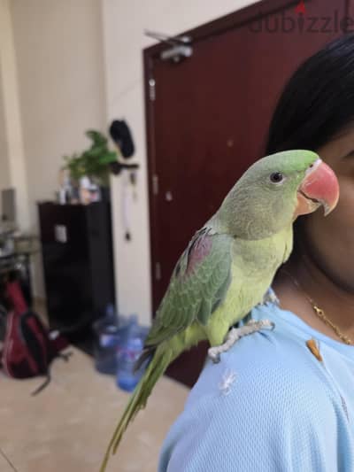 Tarmed talking parrots for sale