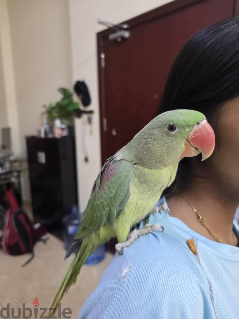 Tarmed talking parrots for sale 1