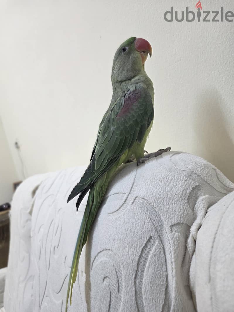 Tarmed talking parrots for sale 2