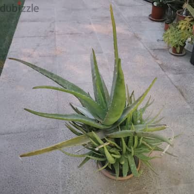 Aloe vera plants