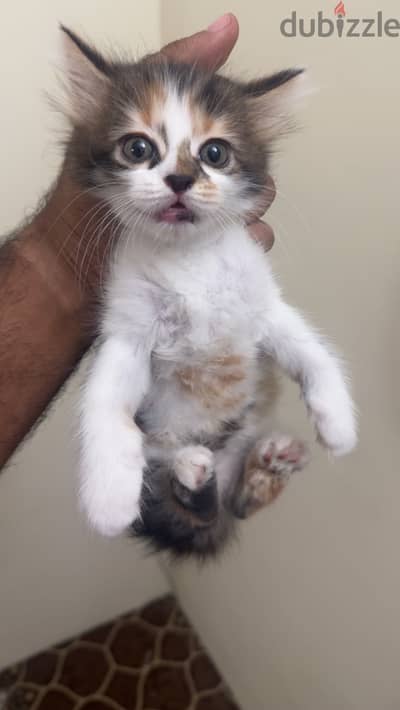 Kitten for adoption