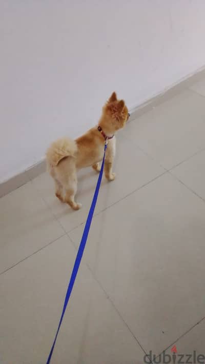 pomerian dog for adoption