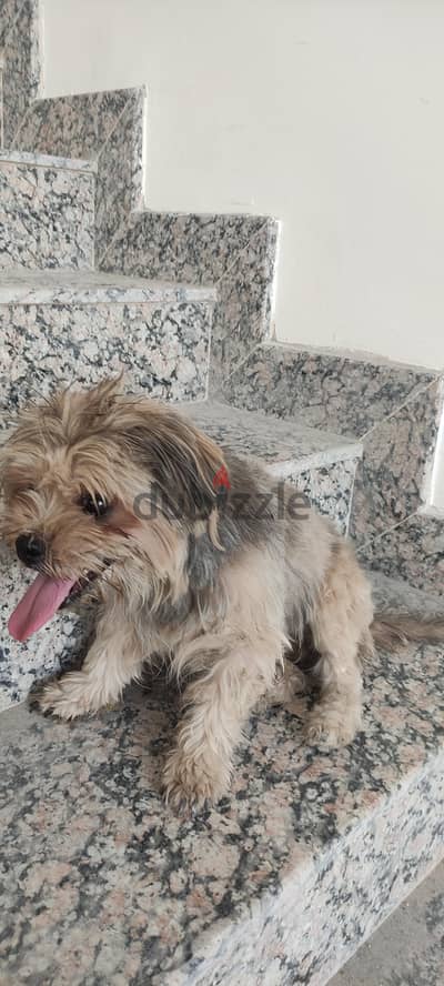 breed mix