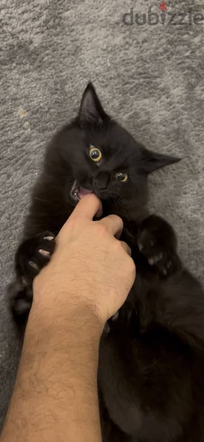4 Month Old Kittens