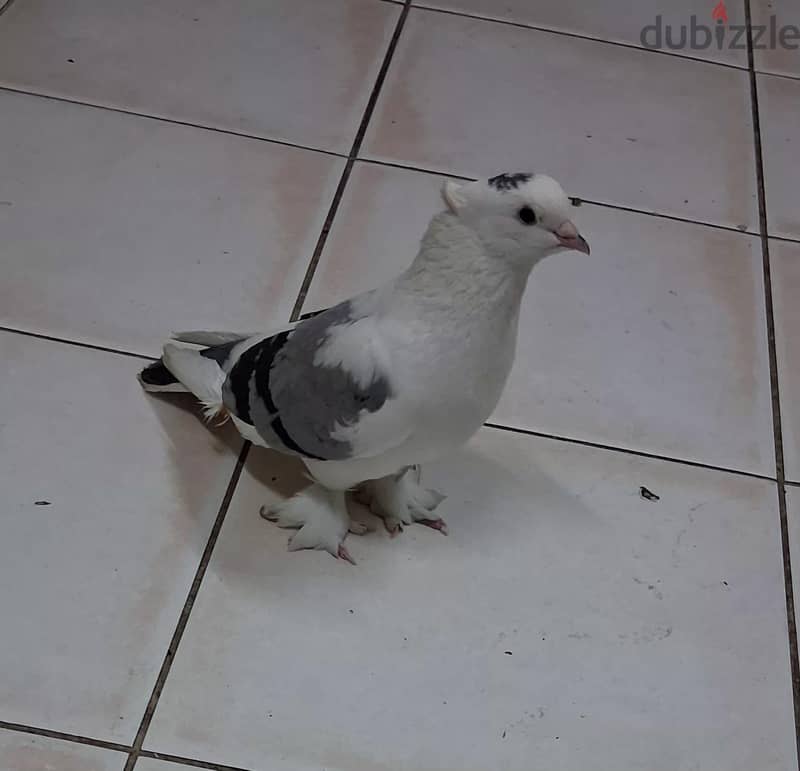 Oriental Frill pigeon for sale. . 1