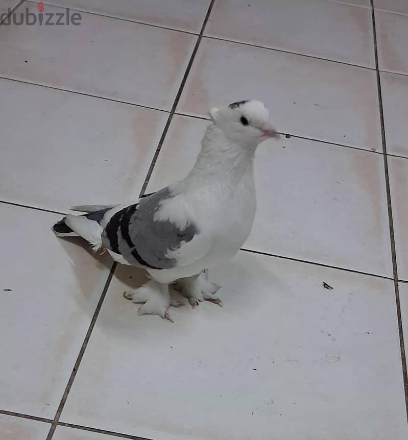Oriental Frill pigeon for sale. . 2