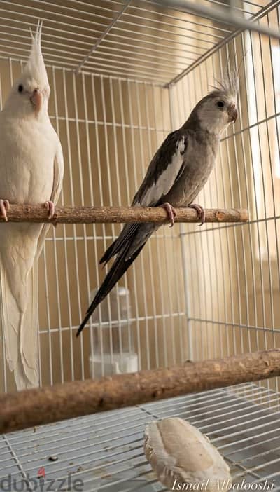 Cockatiel pair