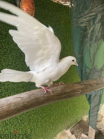 American pigeon for sale
