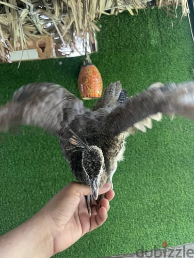 Peacock 6 month pied