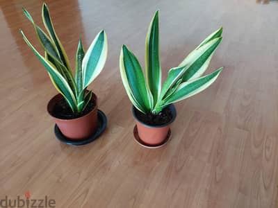 snake plant indoor healthy BD 3  offer both pots BD 5
