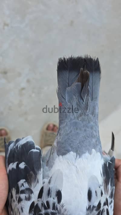 للبيع حمام زاجل مستوى حجم مسافات طويل جناح مقصص