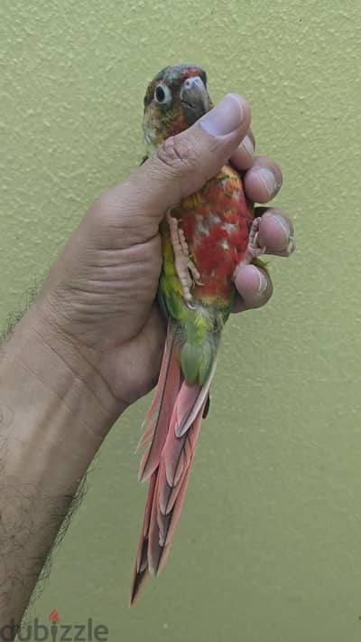 Green cheek Conure - قرين شيك كنيور