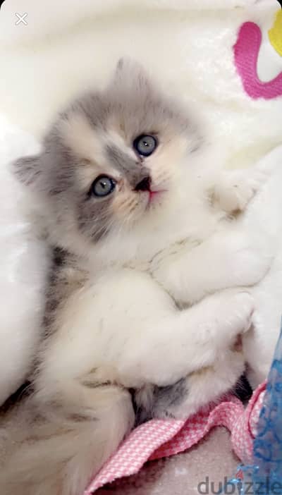 قطة مون فيس كاليكو(Dilute Calico Kitten)
