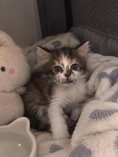 كتن بيرشن انثى شهر ونصف | Persian female kitten 1.5 months
