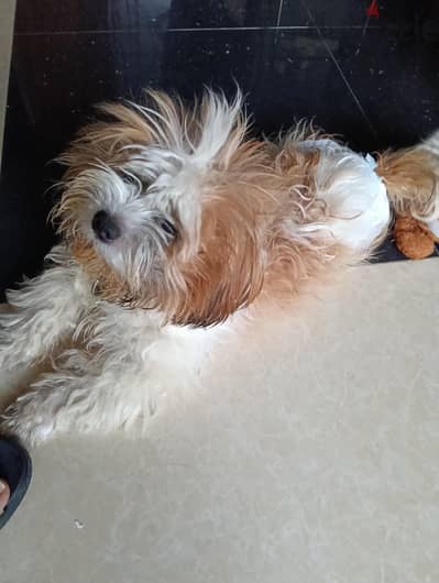 puppy for sale