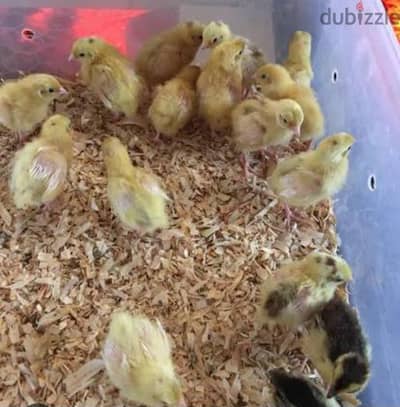 texas quail chicks  for sale. .
