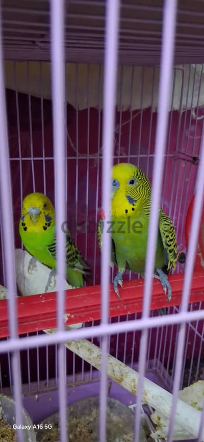 English budgies pair urgent for sale. .
