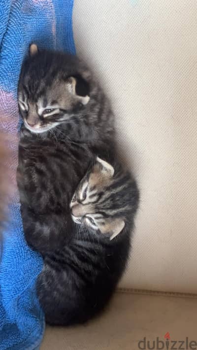 3 cats need a new home (no money required)