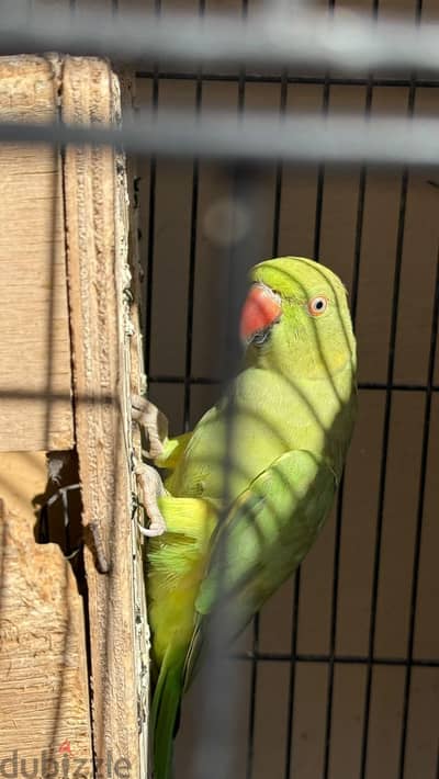 Indian Green Parrots